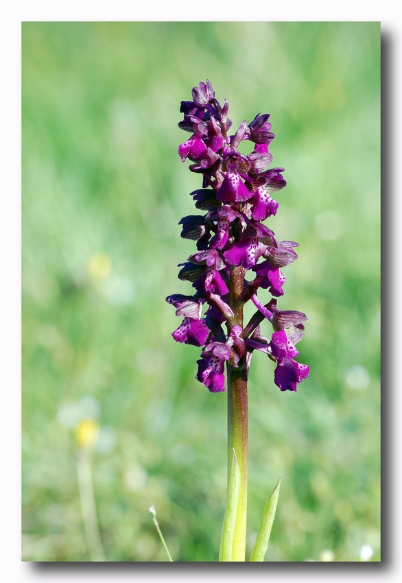 Orchis morio e Orchis purpurea